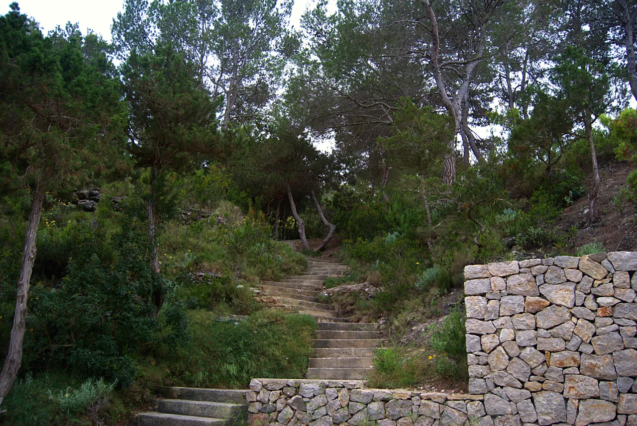 Grottes de Sant Miquel 4 Escalier en pierre entre les pins menant à la Cova de Can Marçà