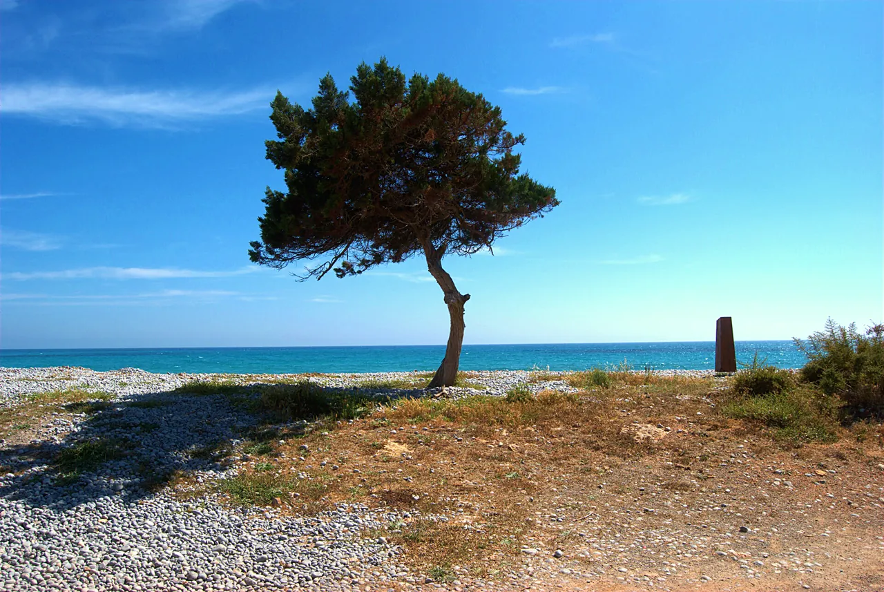 Einsamer Wacholder vor dem Meer am Strand Es Codolar