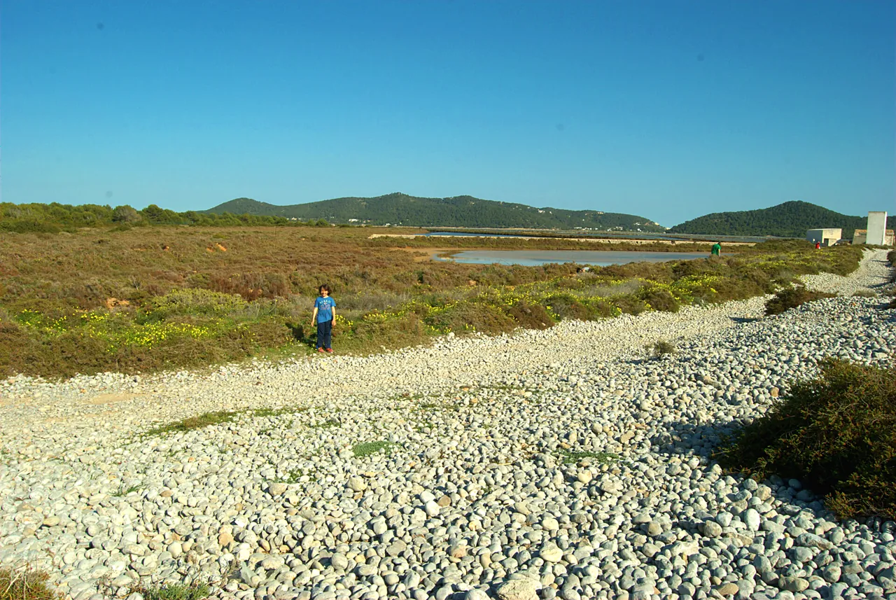 Kieselweg durch die Vegetation von Es Codolar