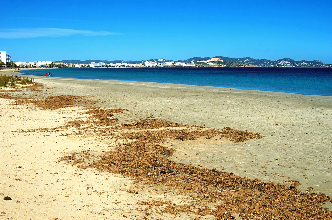 Zandstrand van Platja d'en Bossa met posidonia en Dalt Vila op de achtergrond